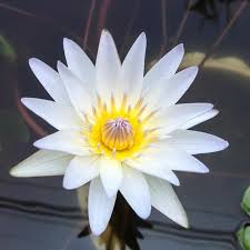 White Lotus Absolute Oil 1